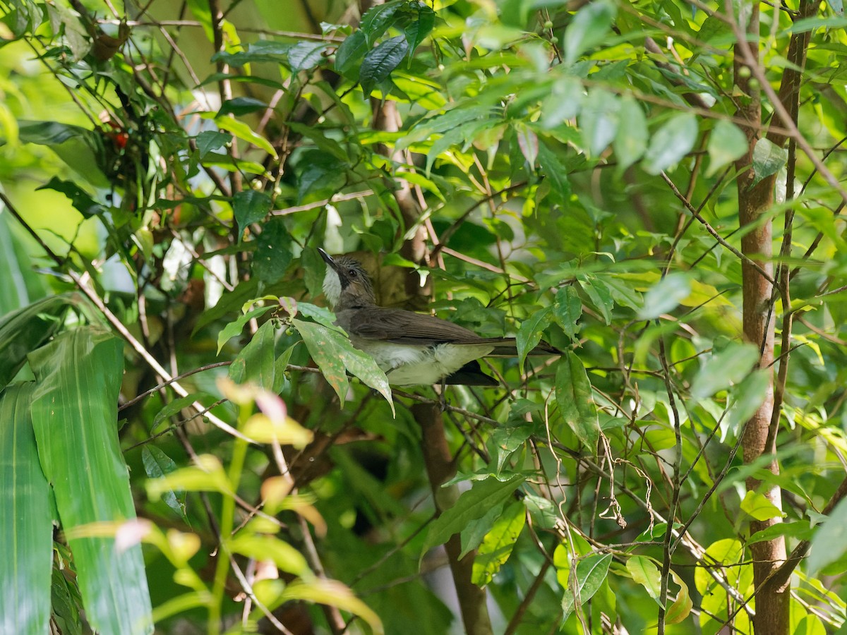 Cinereous Bulbul - ML644512107