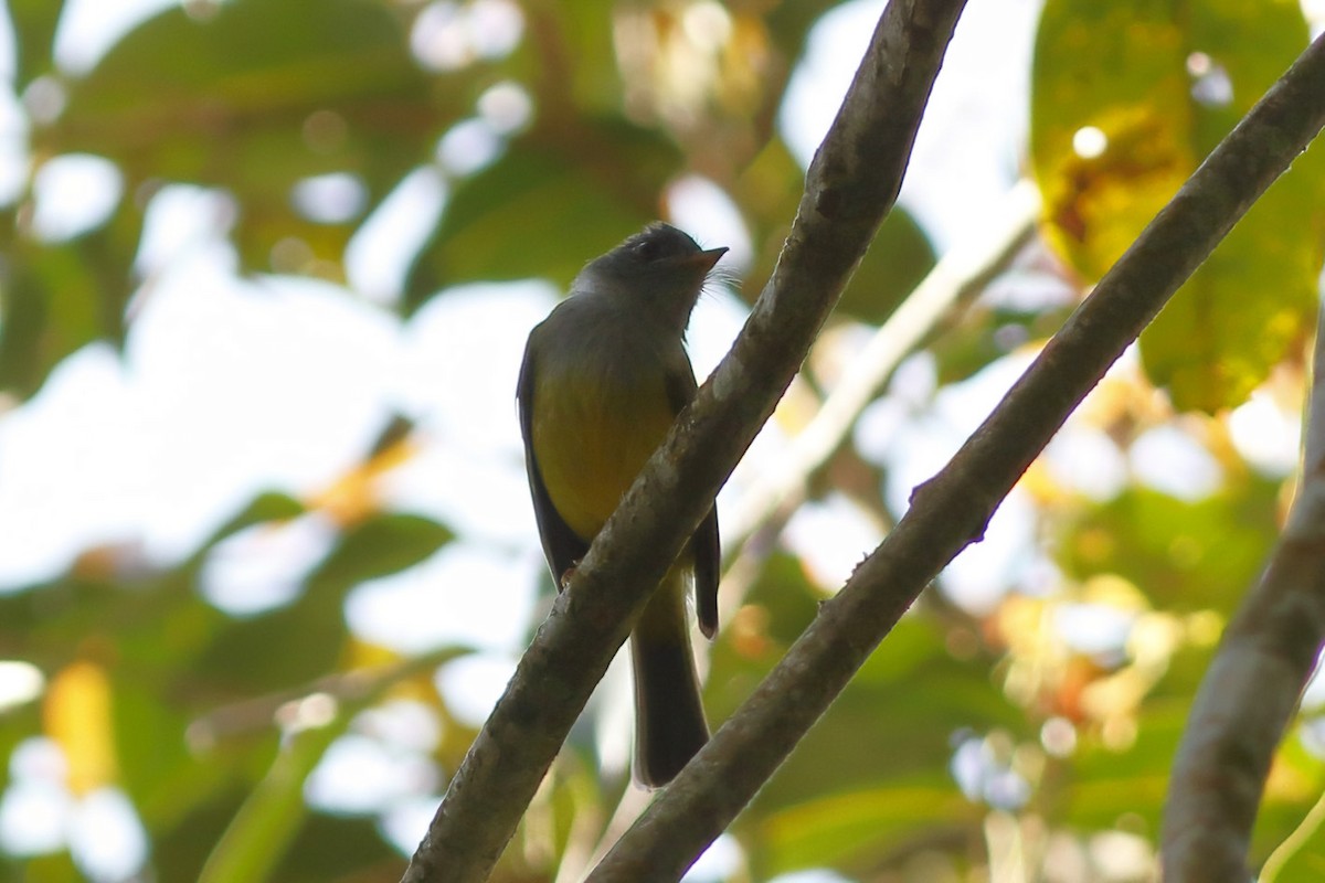 Gray-headed Canary-Flycatcher - ML644512113