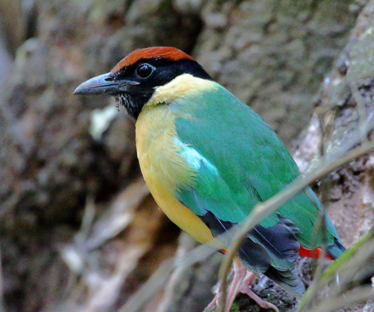 Noisy Pitta - ML644512116