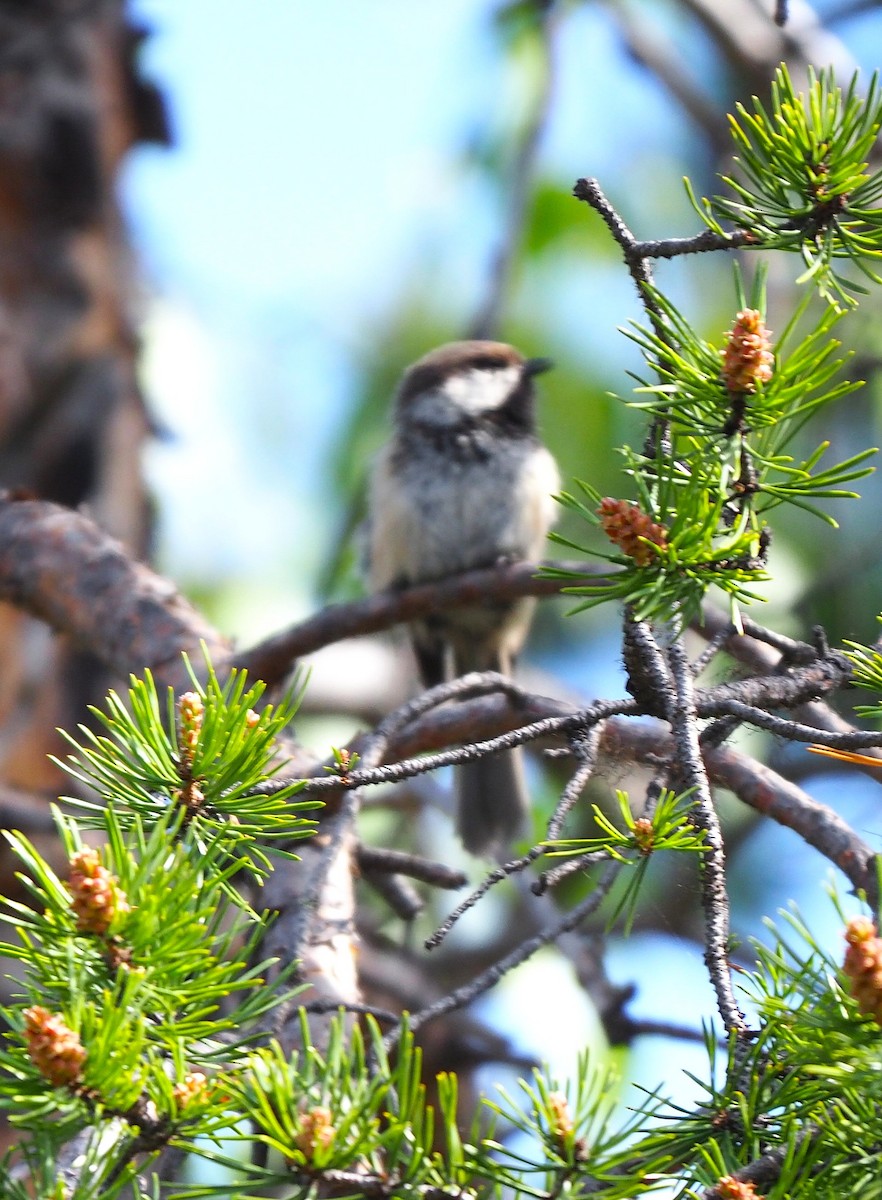 Gray-headed Chickadee - ML644512122