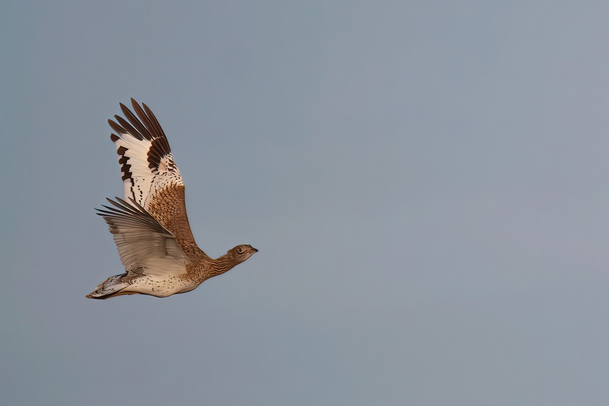 Little Bustard - ML644512124