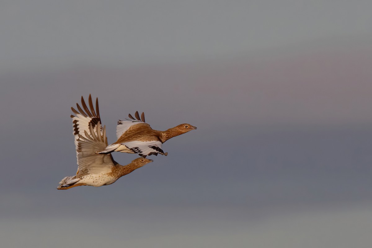 Little Bustard - ML644512128