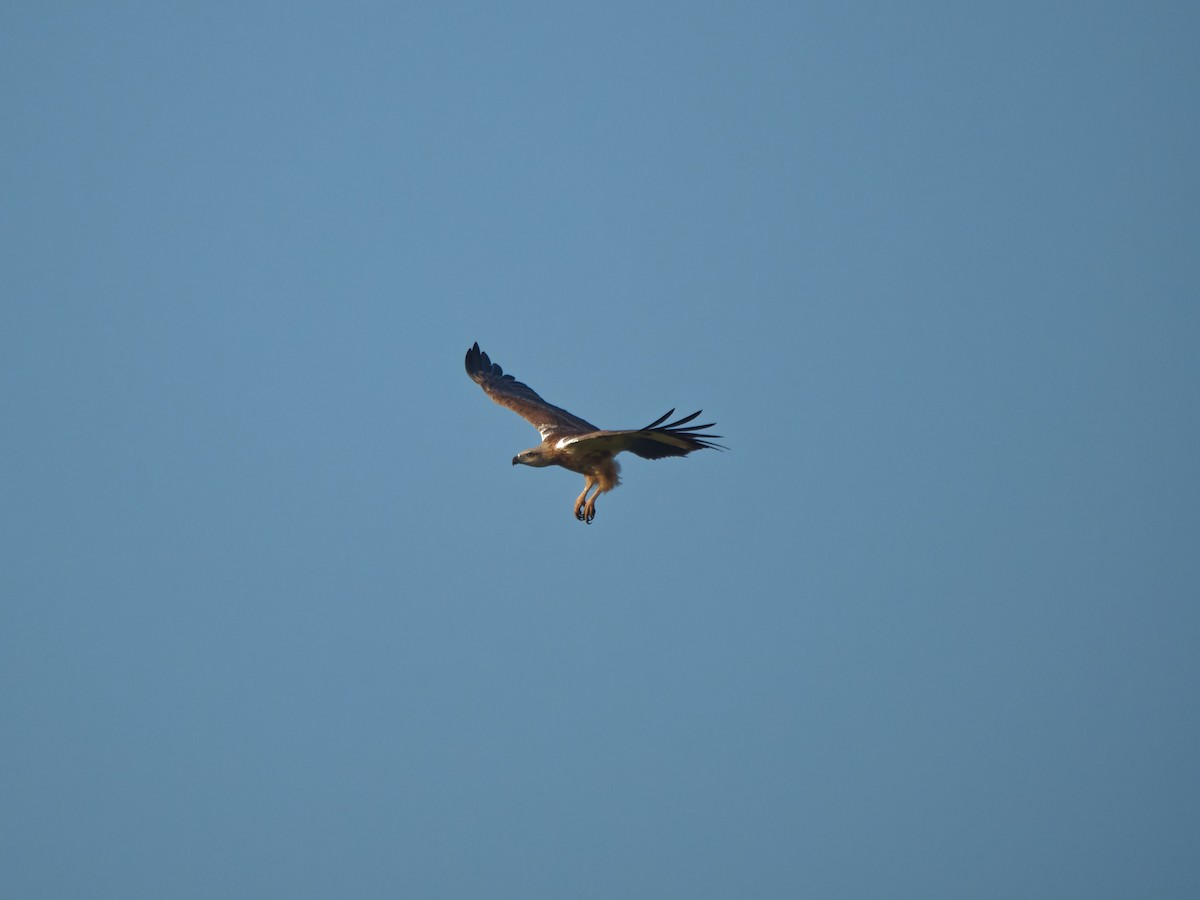 orel bělobřichý - ML644512135