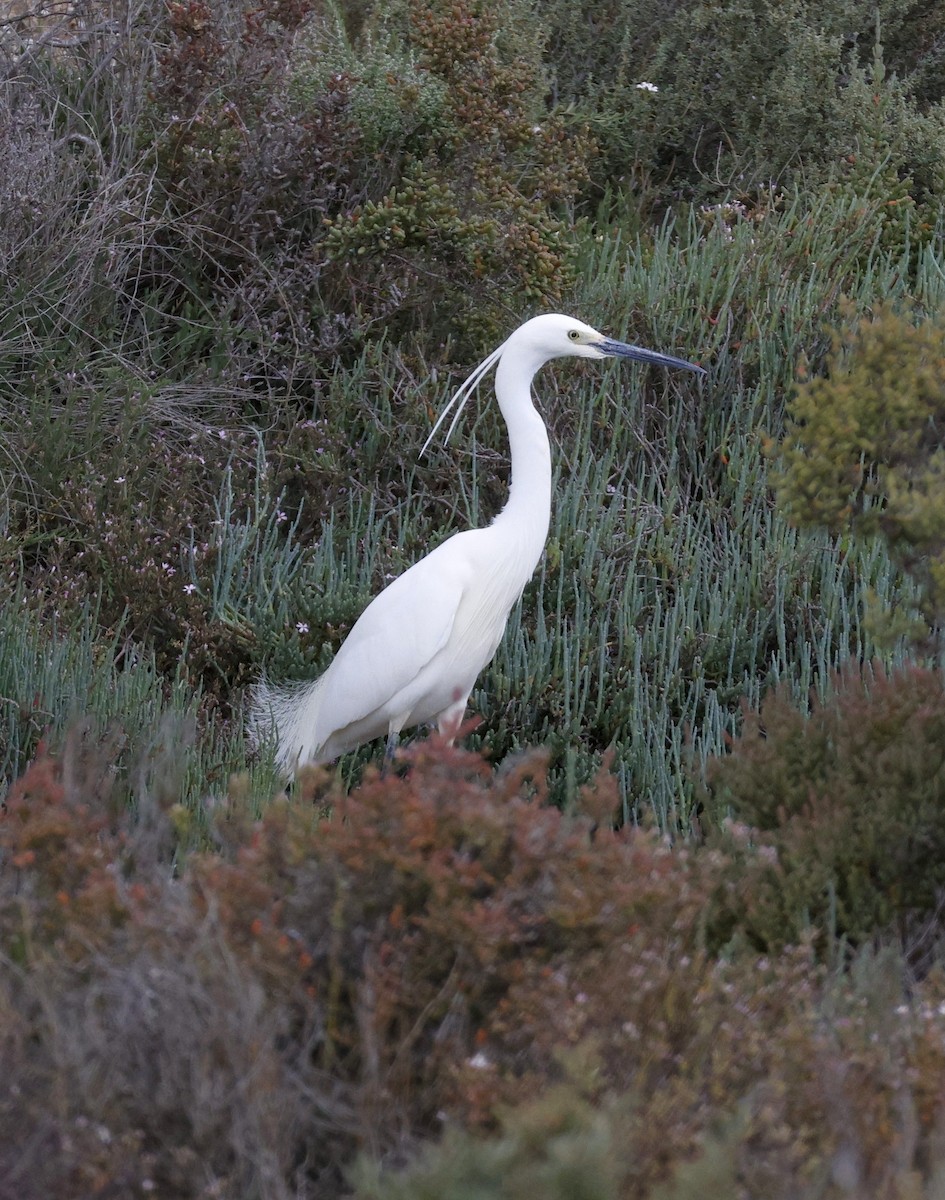 silkehegre (immaculata) - ML644512138