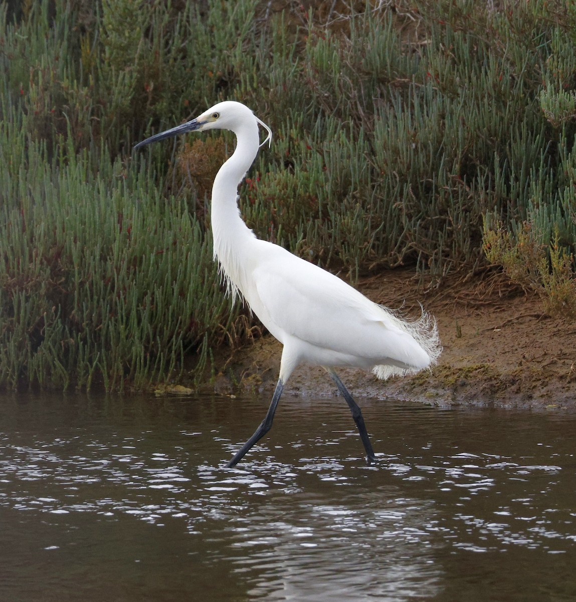 silkehegre (immaculata) - ML644512139