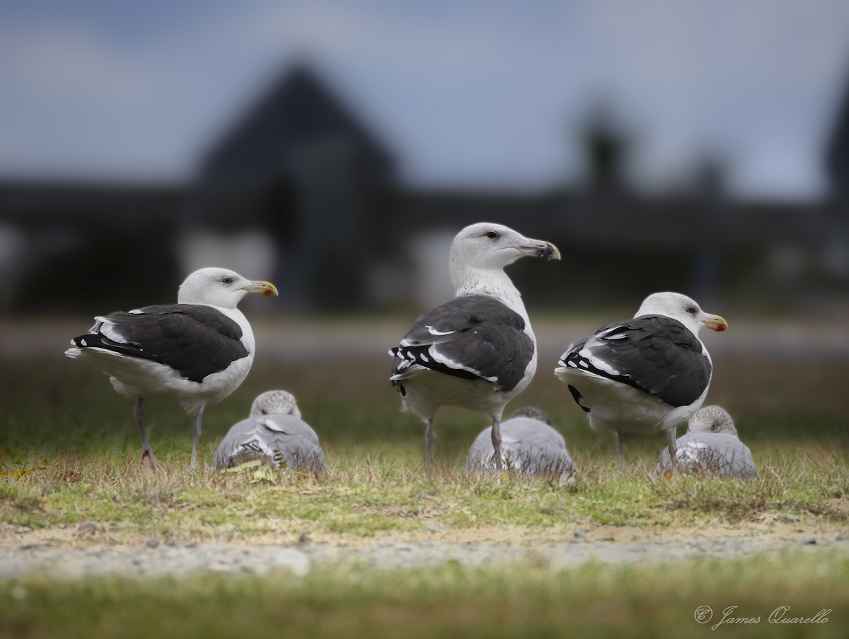 Büyük Kara Sırtlı Martı - ML644512144