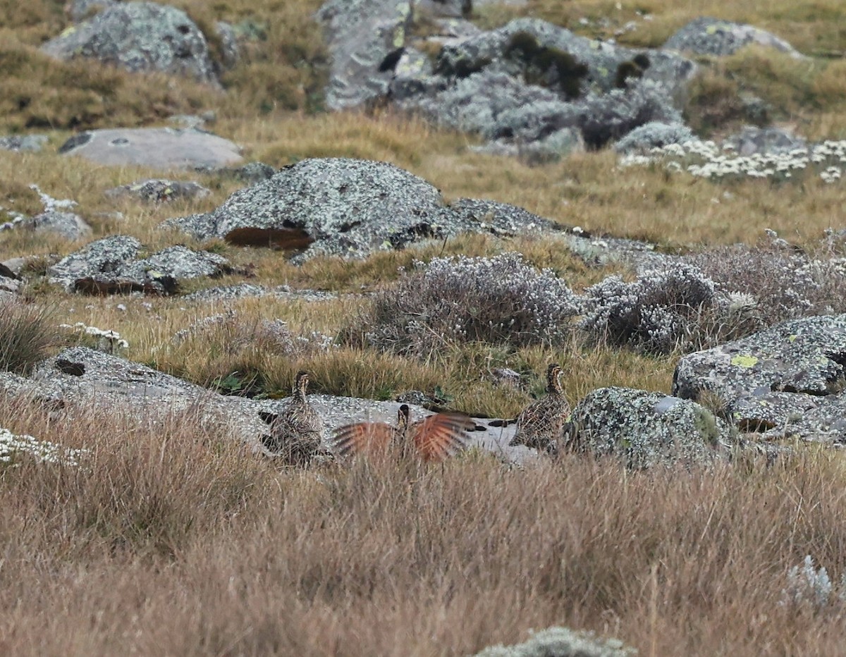 Funda Turacı - ML644512147