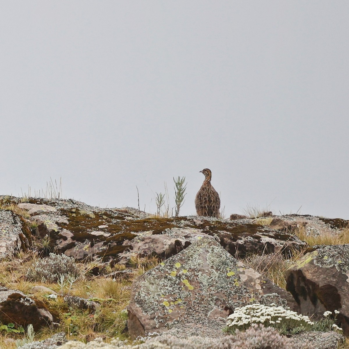 Moorland Francolin - ML644512148