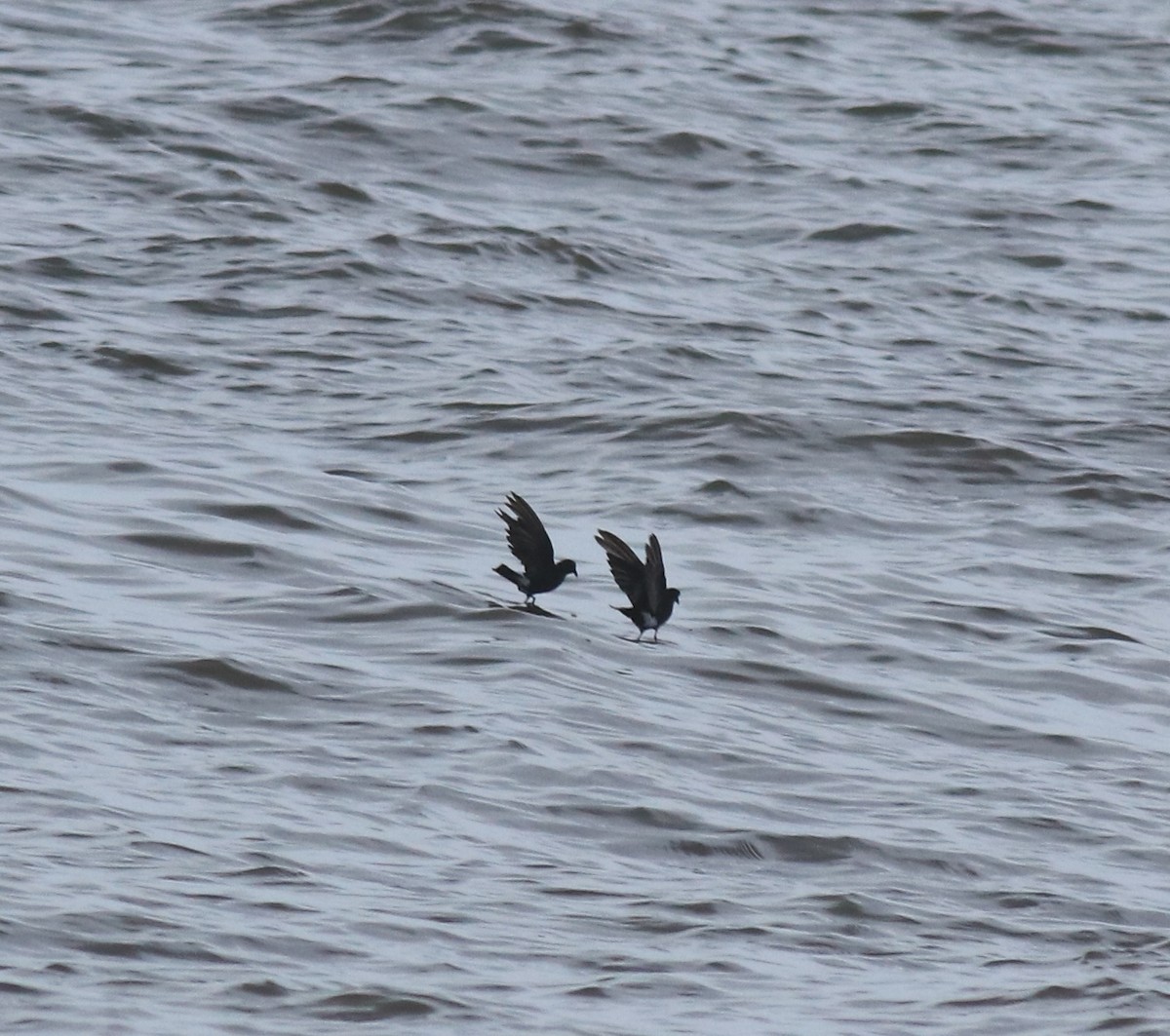 Wilson's Storm-Petrel - ML644512156