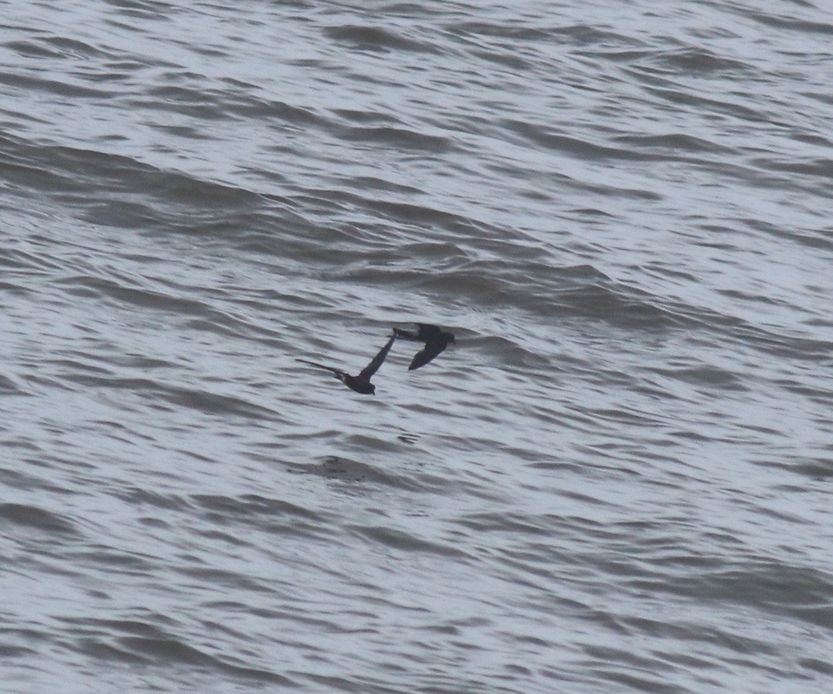 Wilson's Storm-Petrel - ML644512157