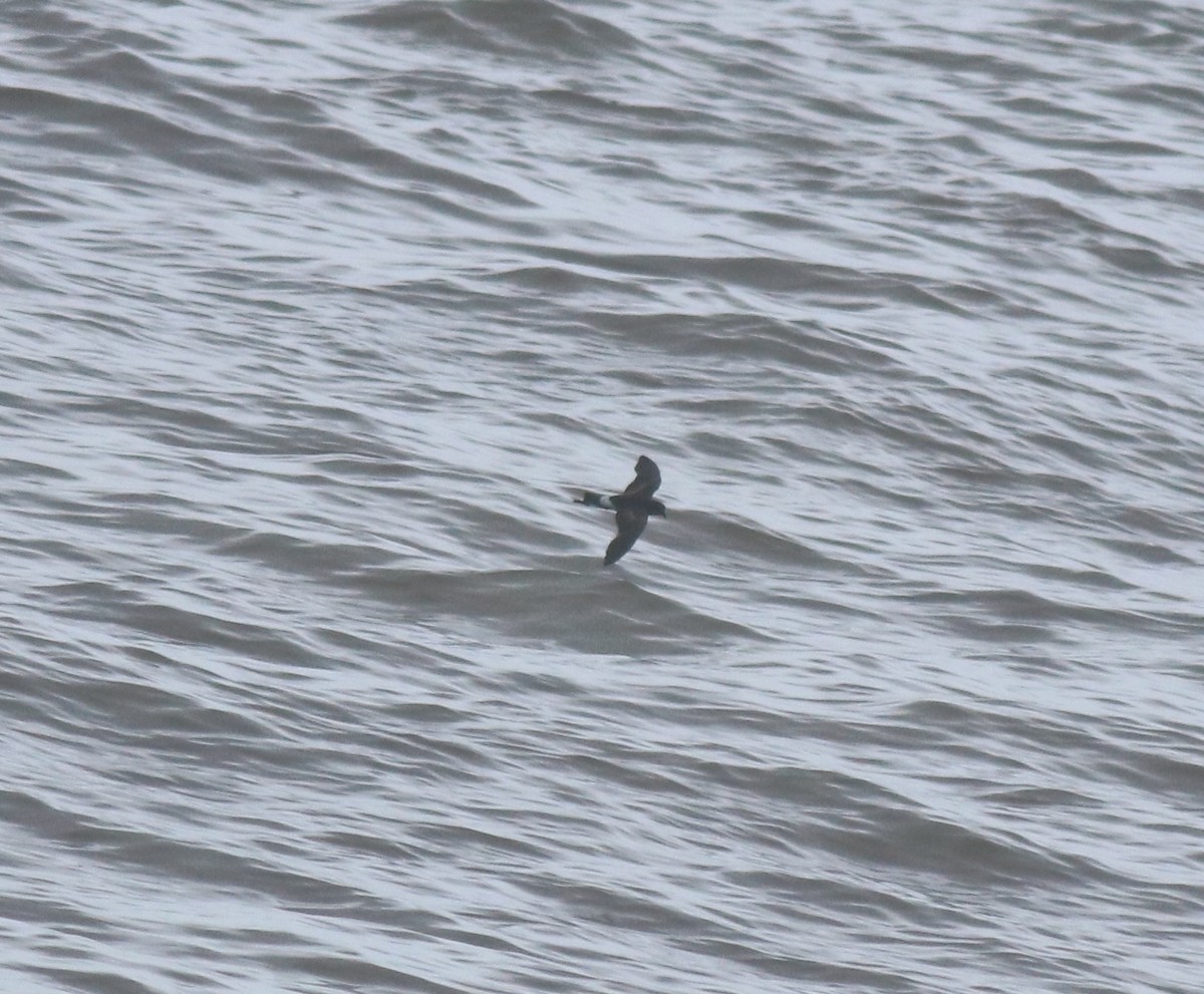 Wilson's Storm-Petrel - ML644512158