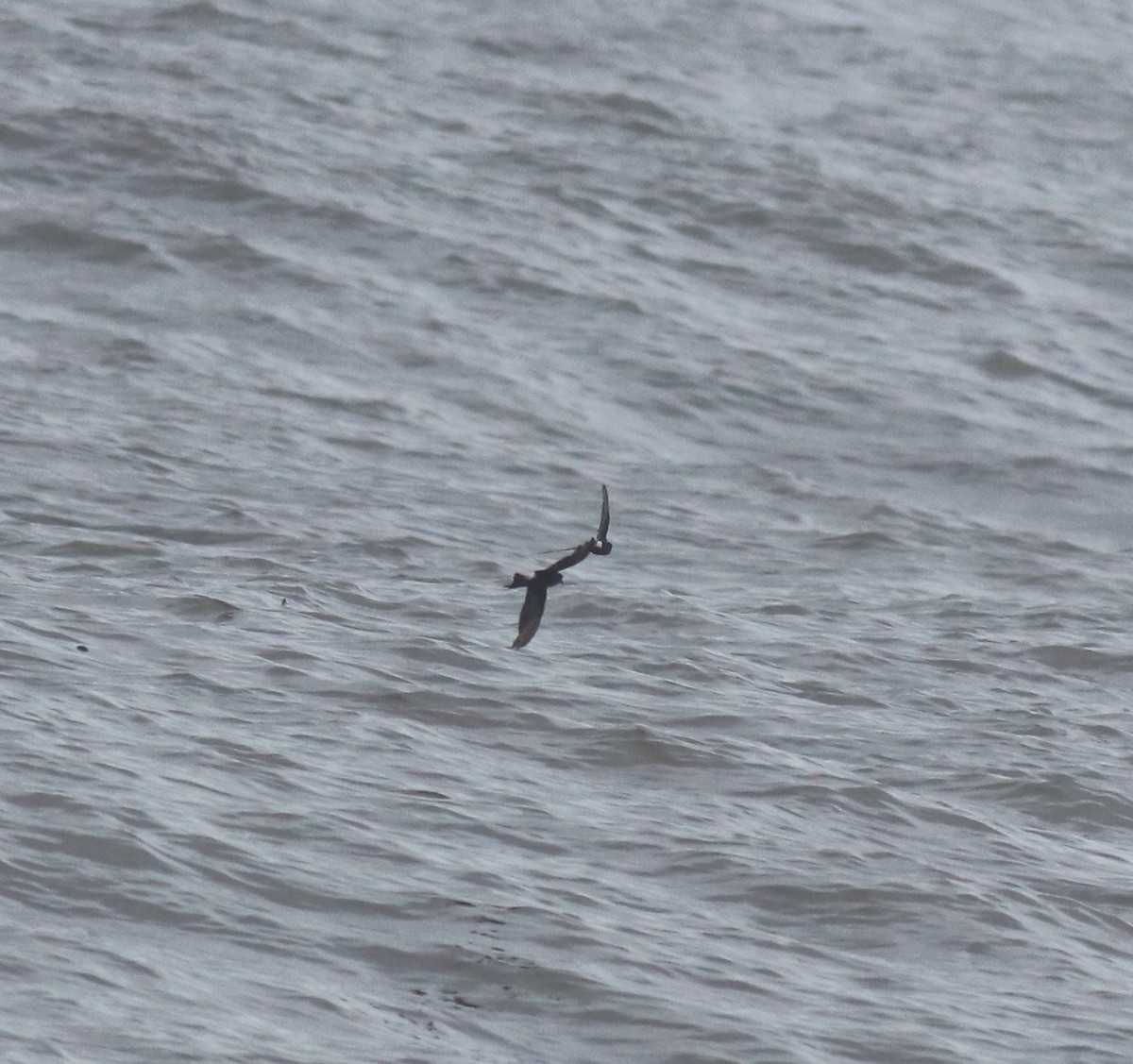 Wilson's Storm-Petrel - ML644512159