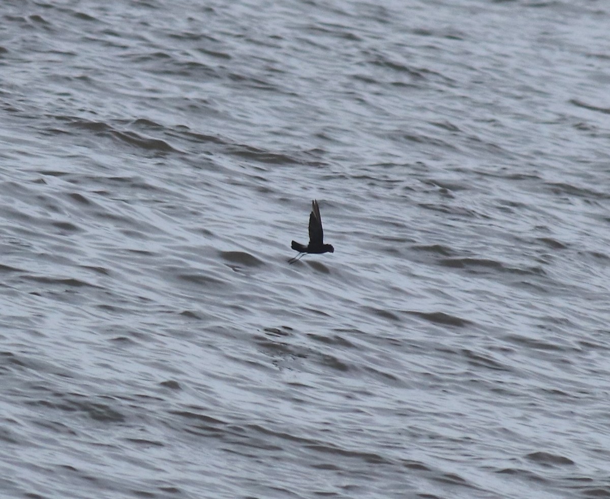 Wilson's Storm-Petrel - ML644512160