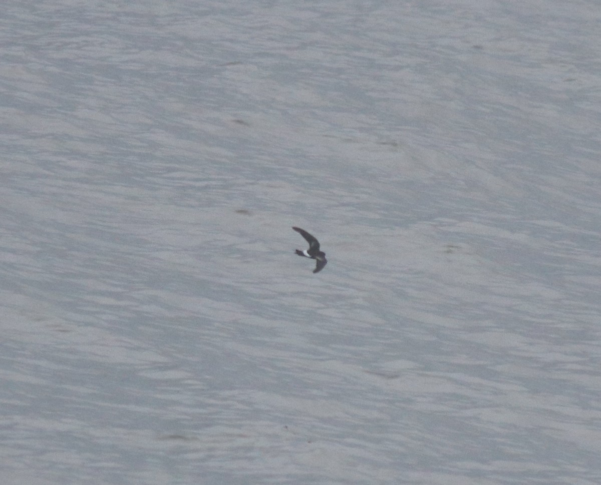 Wilson's Storm-Petrel - ML644512163