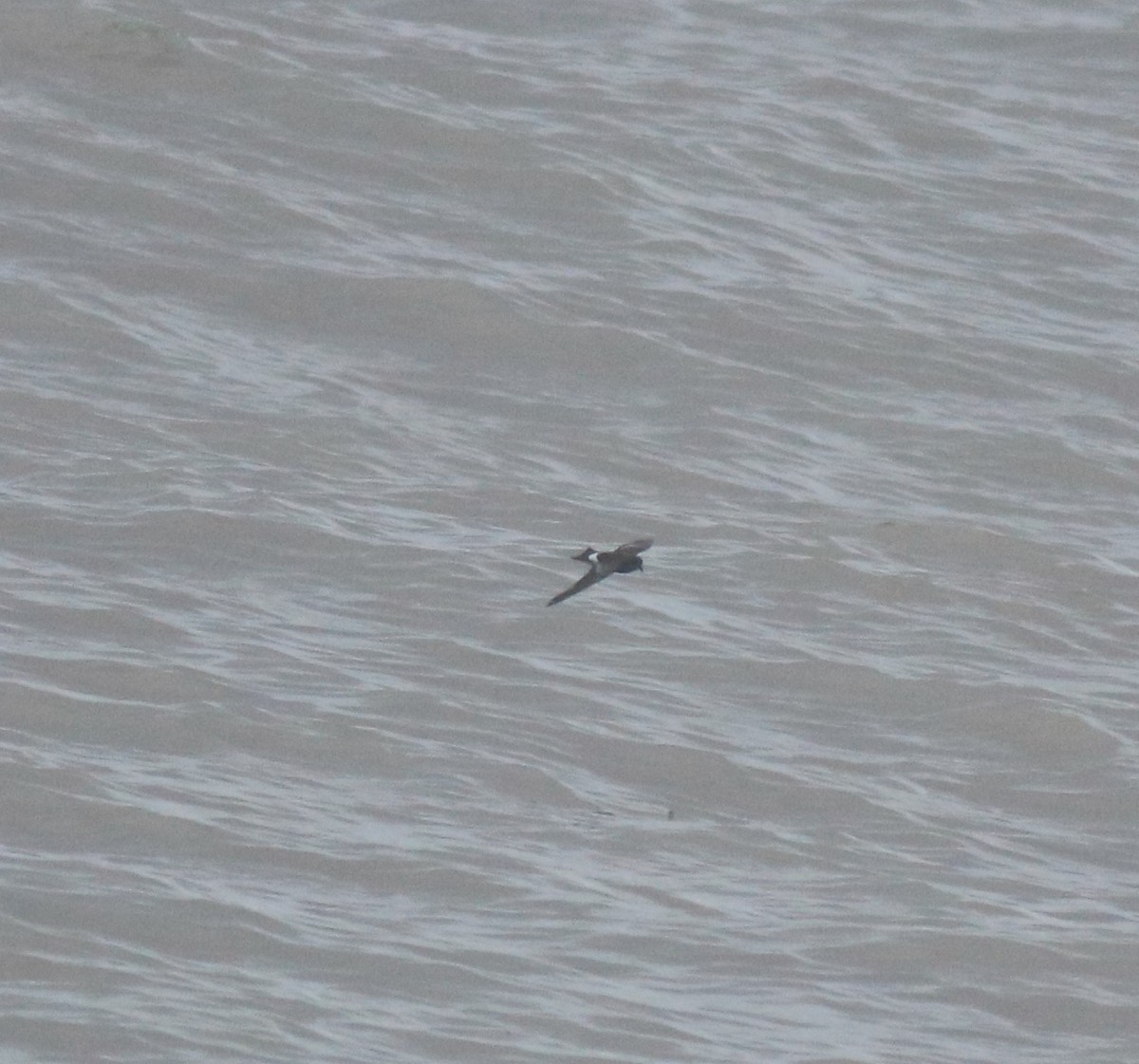 Wilson's Storm-Petrel - ML644512164