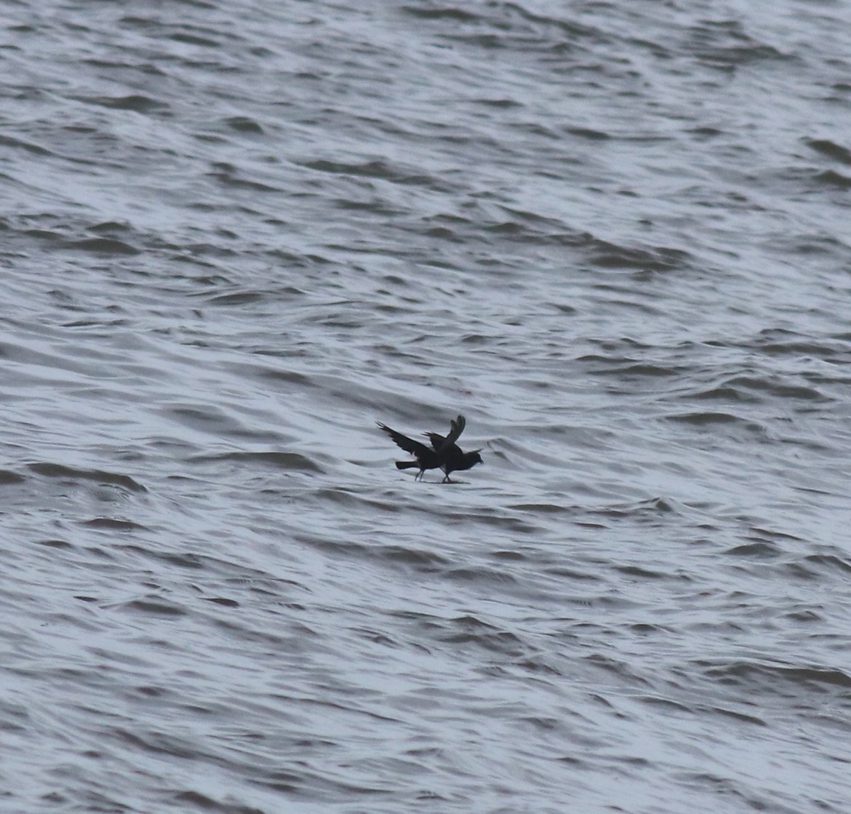 Wilson's Storm-Petrel - ML644512165