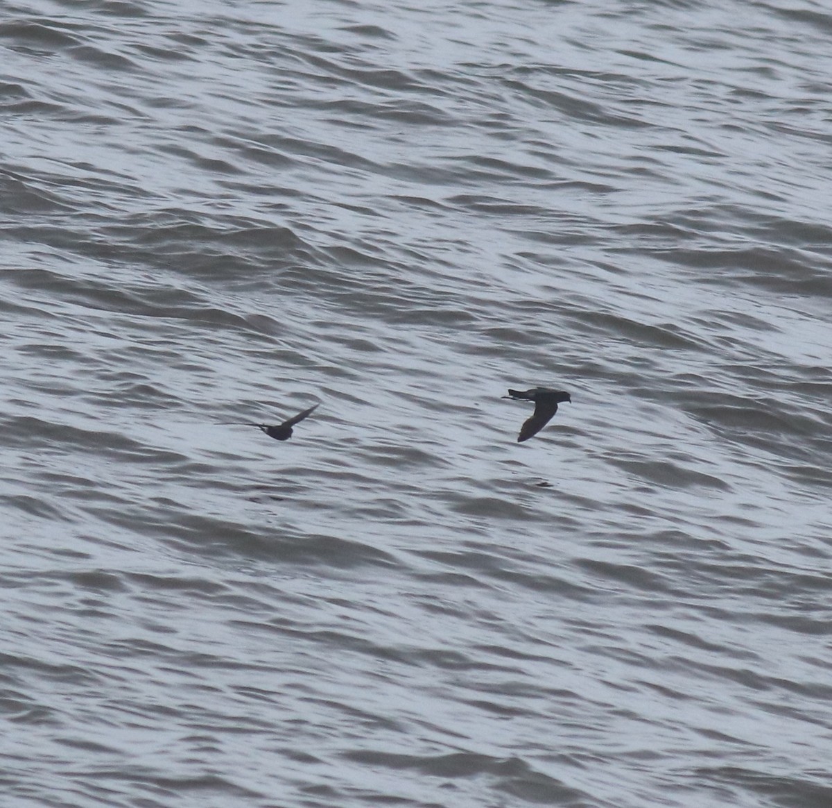 Wilson's Storm-Petrel - ML644512166