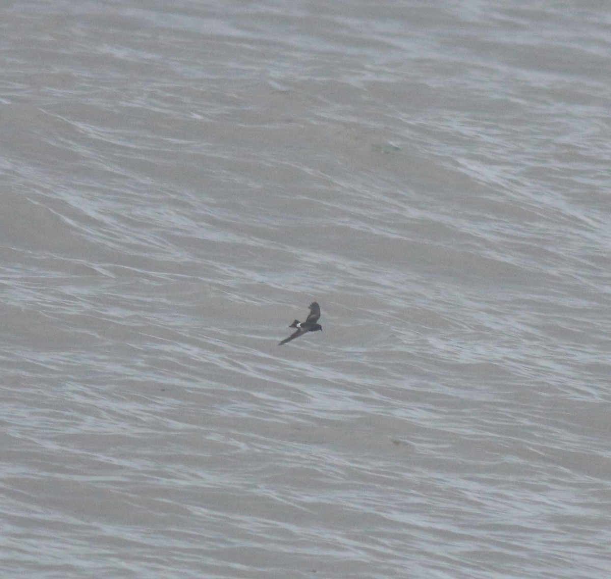 Wilson's Storm-Petrel - ML644512167