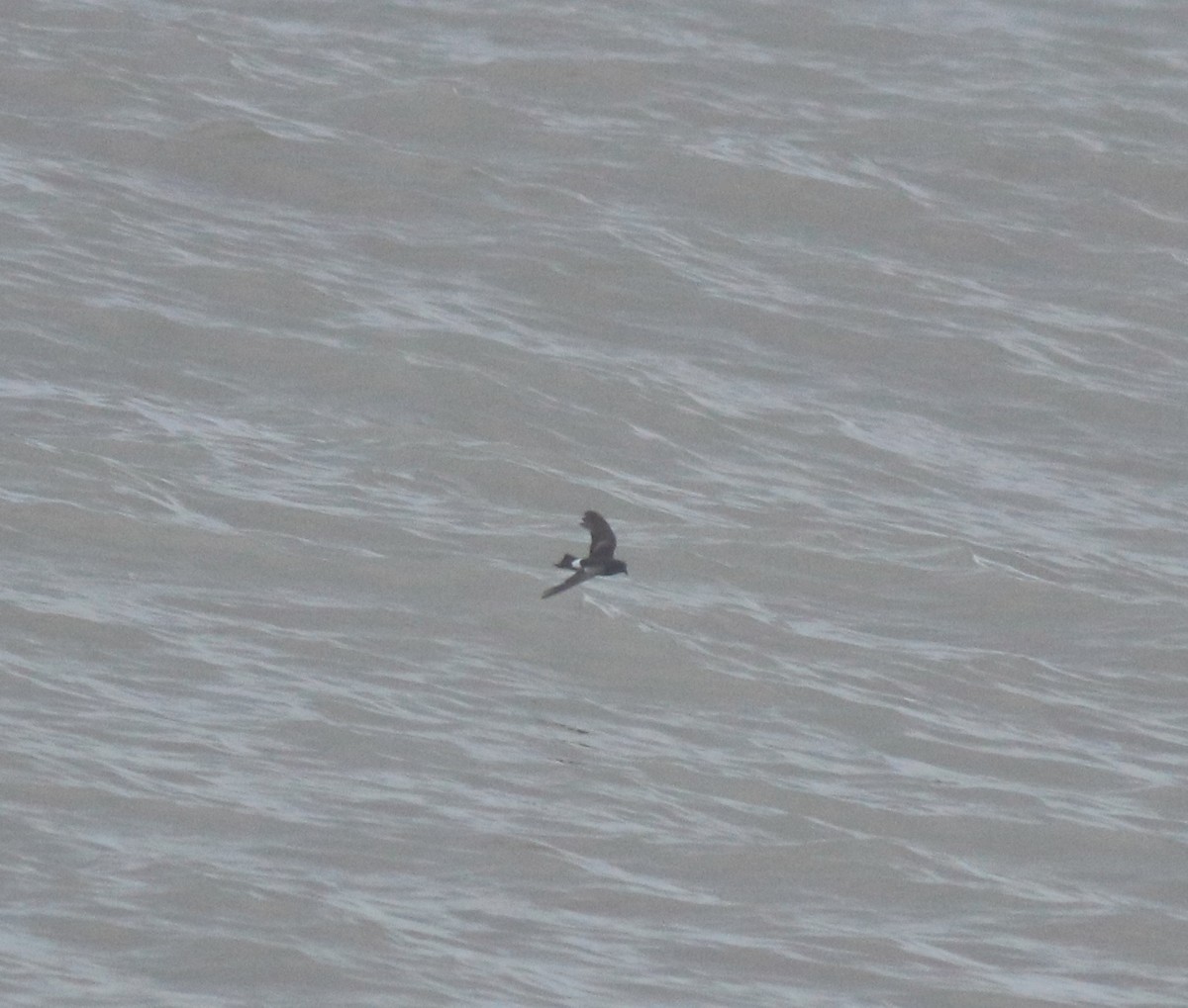 Wilson's Storm-Petrel - ML644512168
