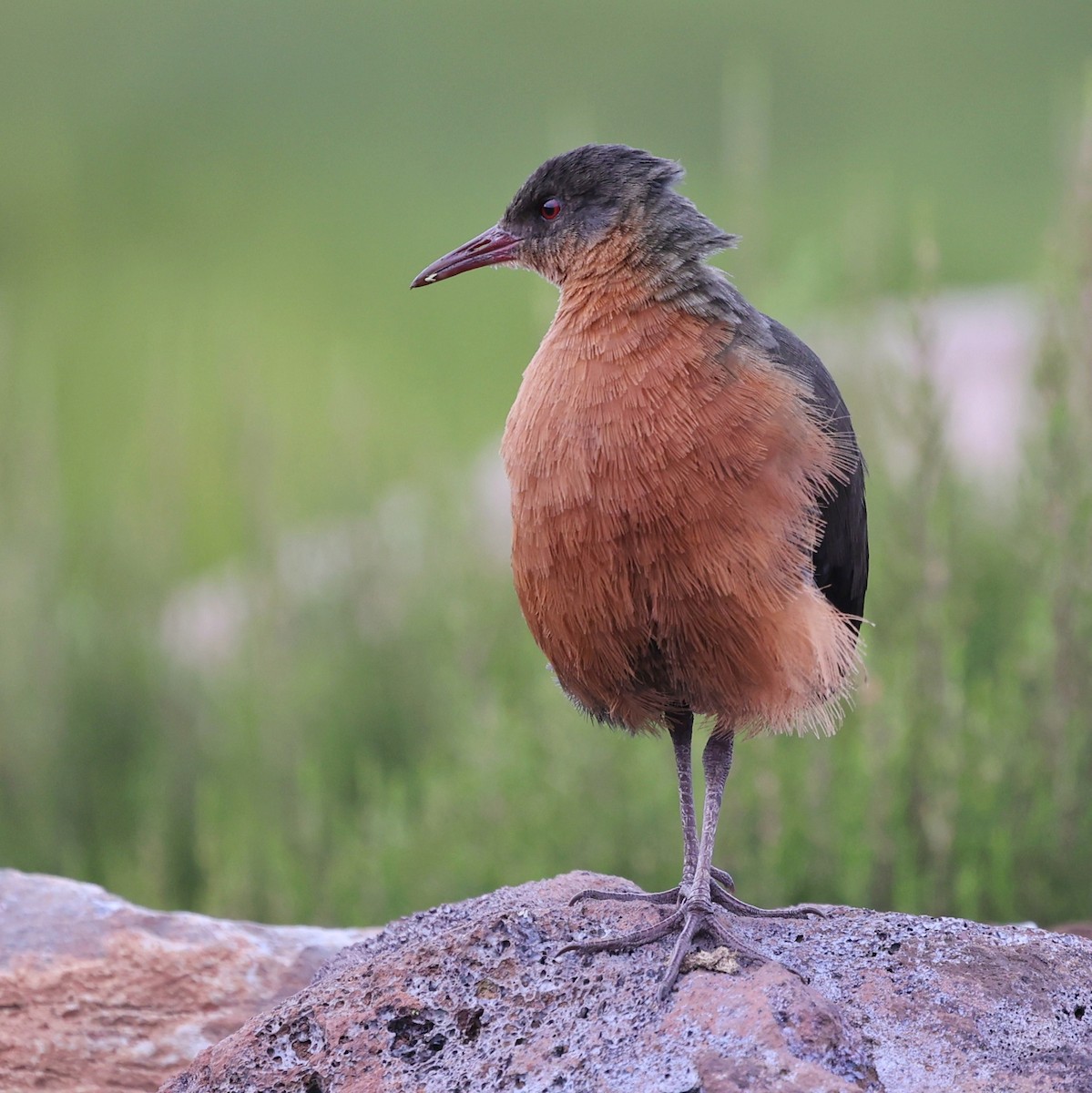 Rouget's Rail - ML644512169