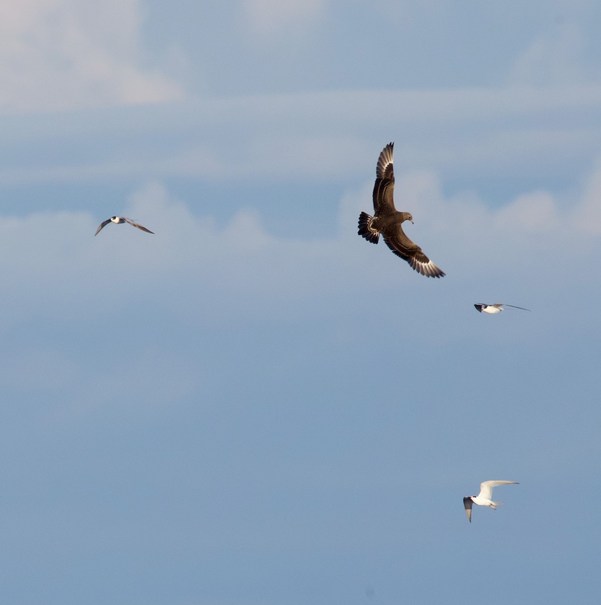 Parasitic Jaeger - ML644512172