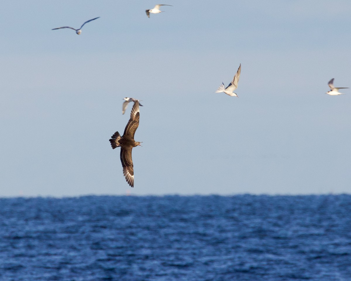 Parasitic Jaeger - ML644512173