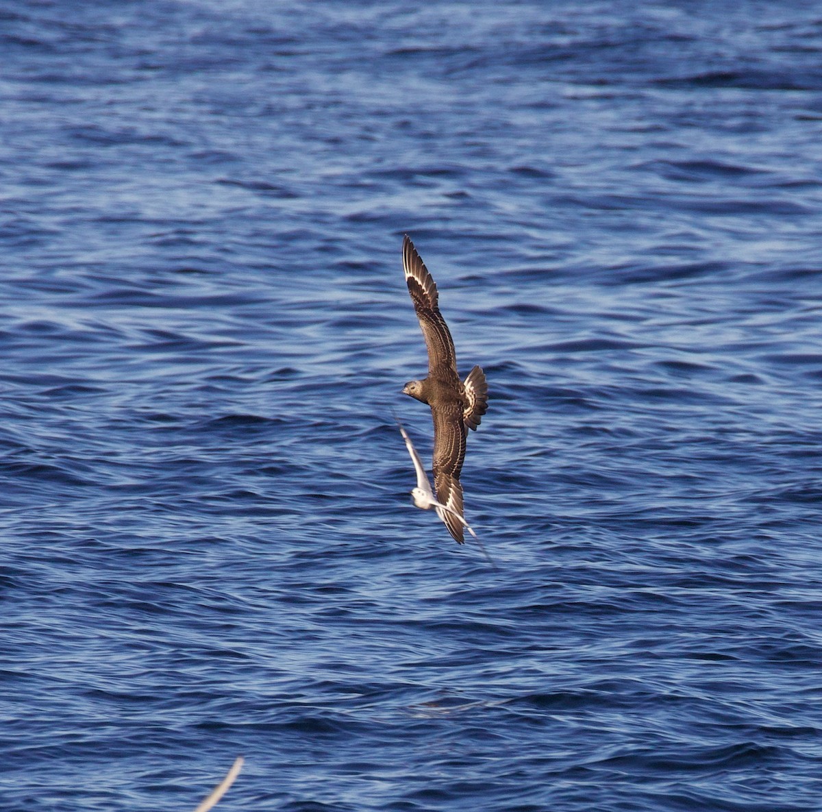 Parasitic Jaeger - ML644512174