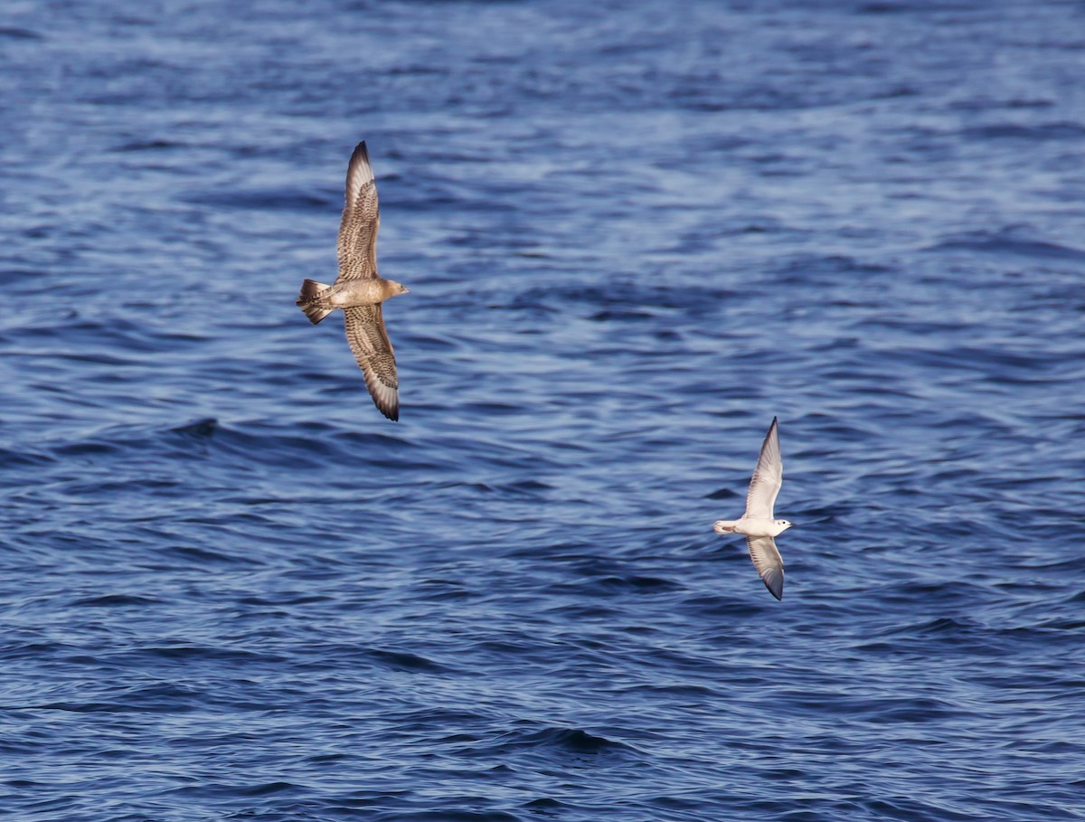 Parasitic Jaeger - ML644512175