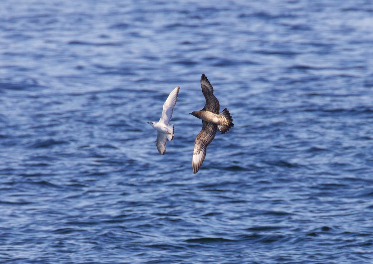 Parasitic Jaeger - ML644512176