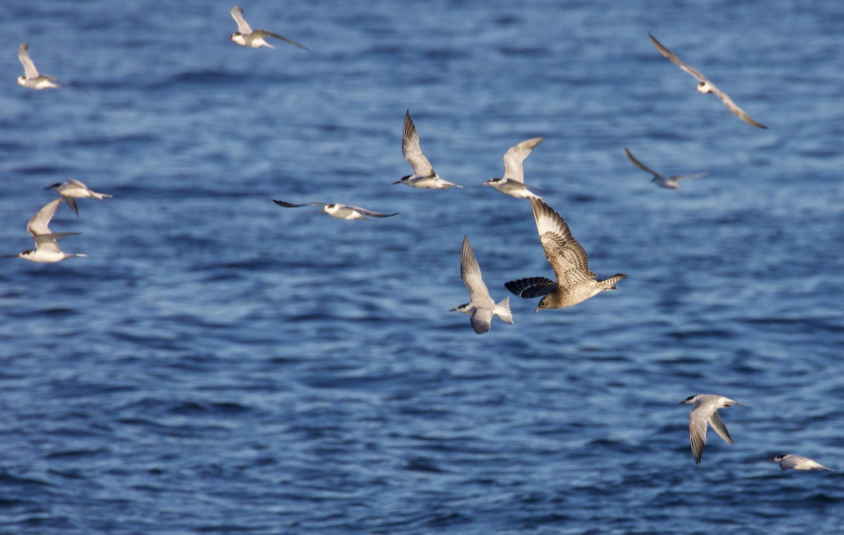 Parasitic Jaeger - ML644512177