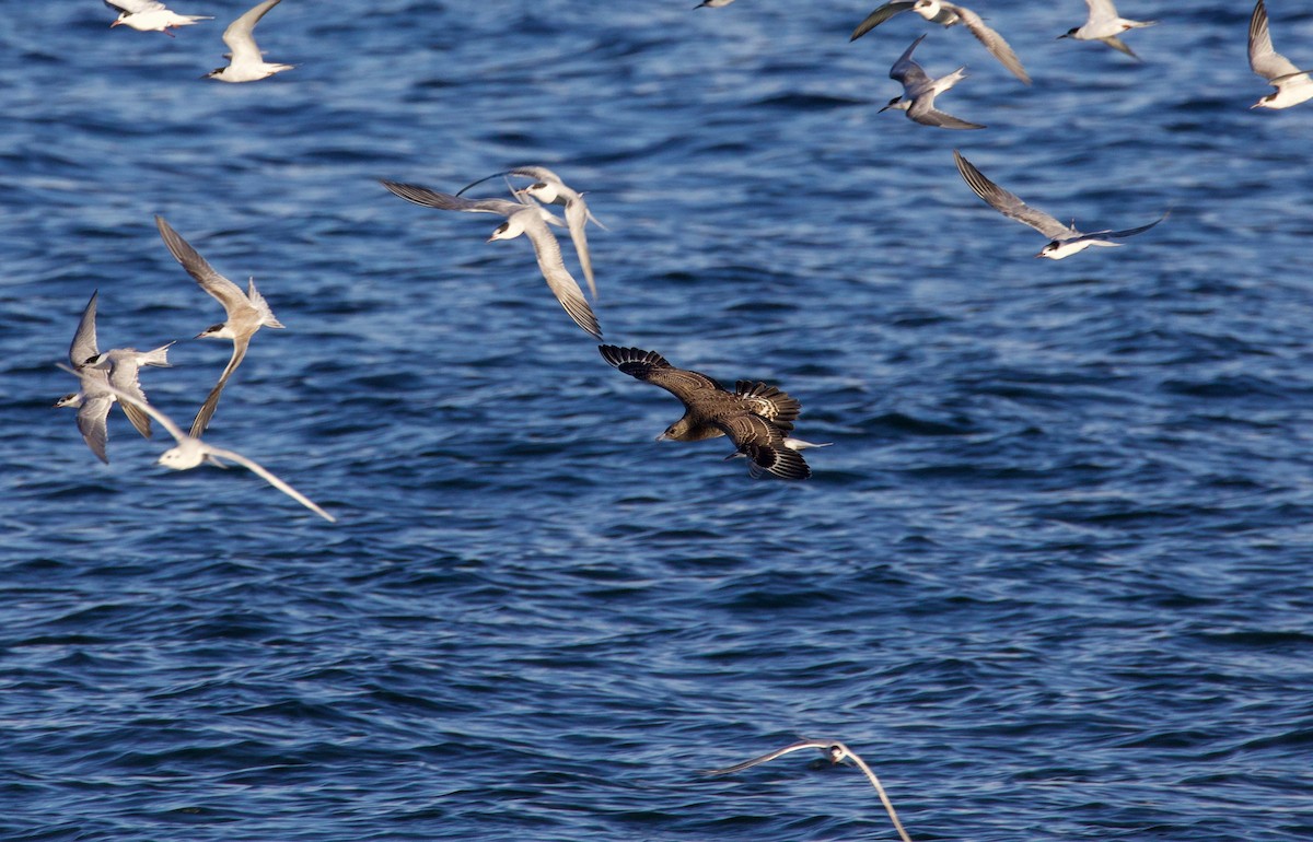 Parasitic Jaeger - ML644512178