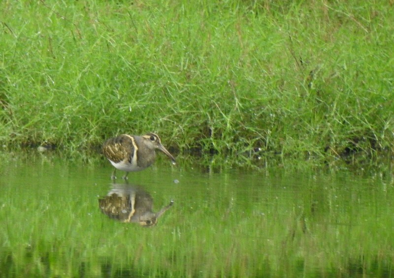 Greater Painted-Snipe - ML644512179