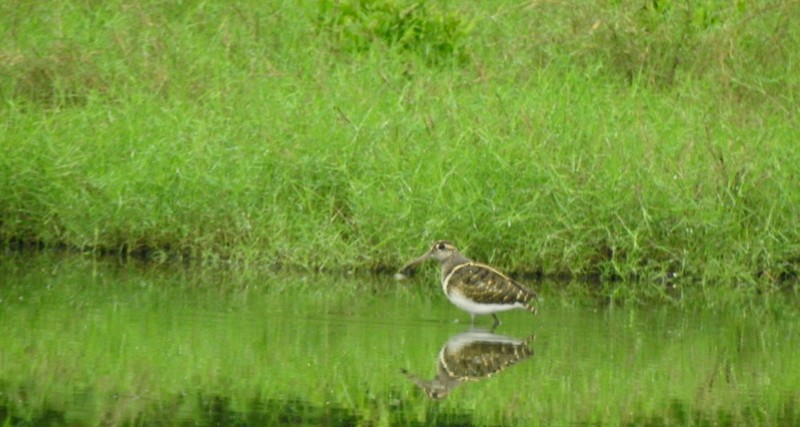 Greater Painted-Snipe - ML644512180