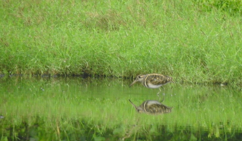 Greater Painted-Snipe - ML644512181