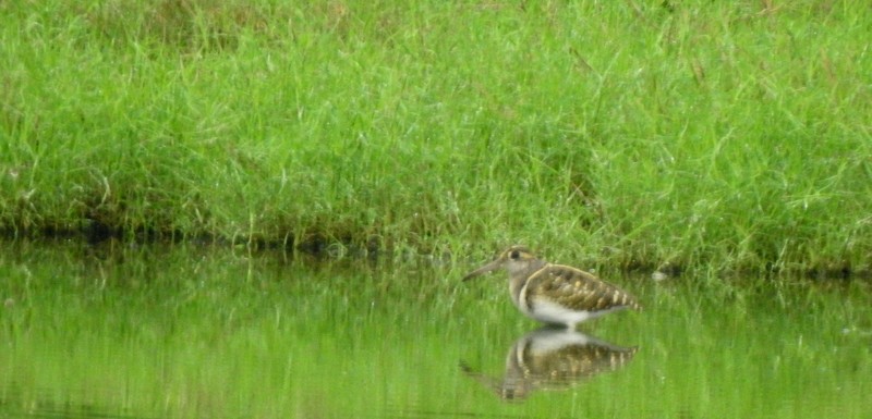 Greater Painted-Snipe - ML644512182