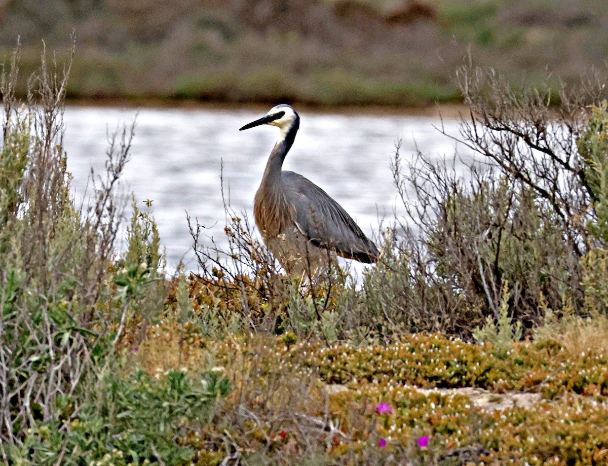 White-faced Heron - ML644512184