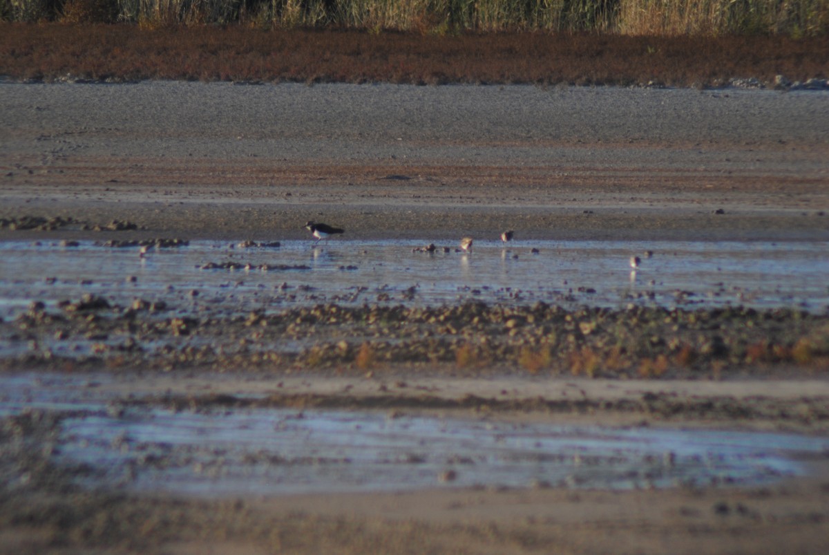 Northern Lapwing - ML644512185