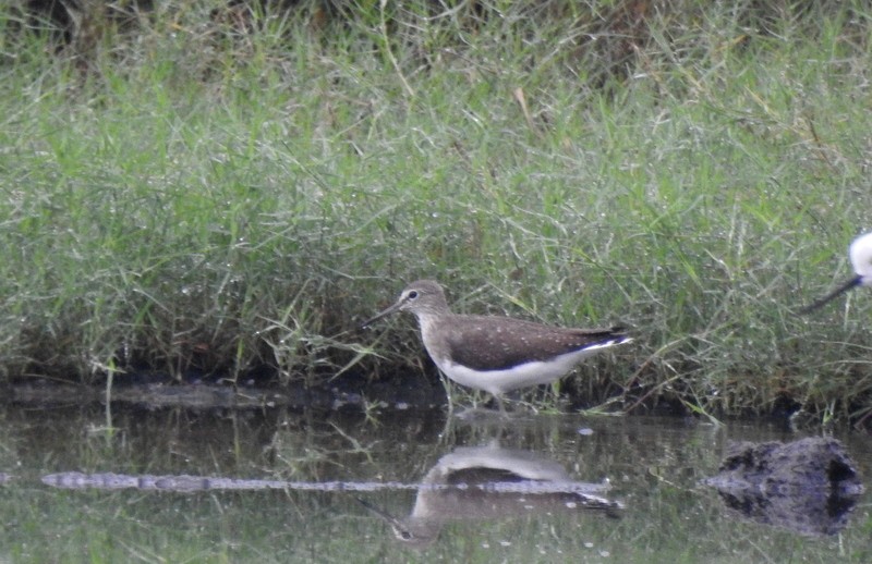 Green Sandpiper - ML644512186