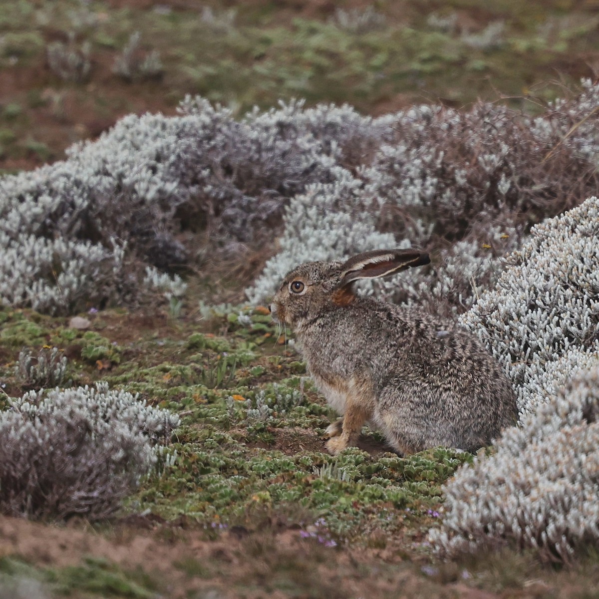 Animals - ML644512188