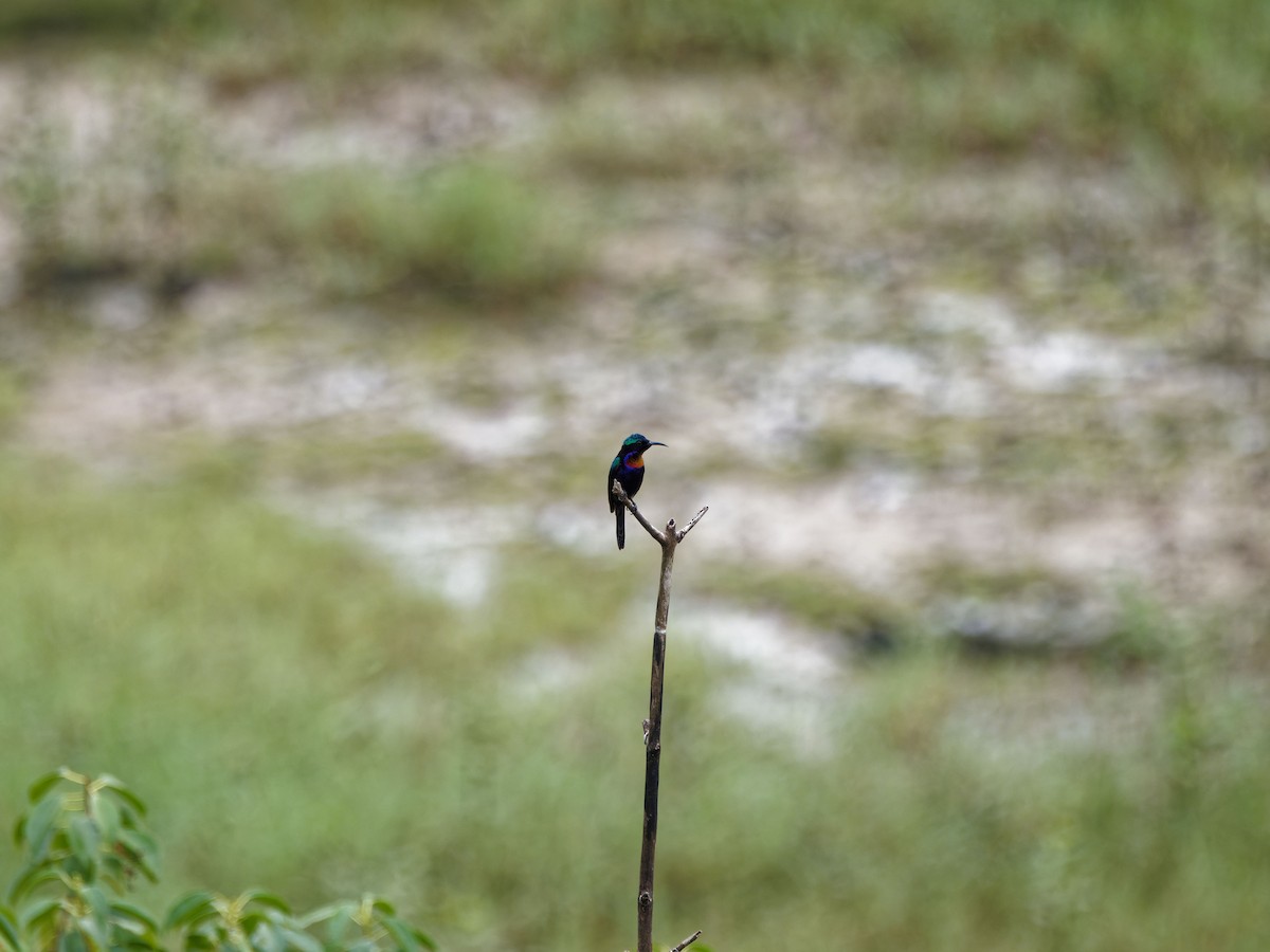 kobberstrupesolfugl - ML644512190