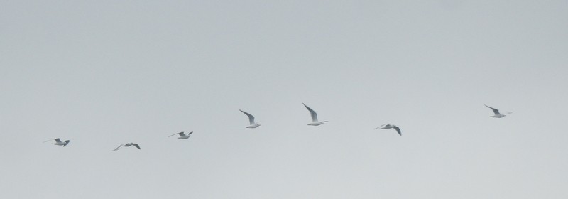 Black-headed Gull - ML644512192