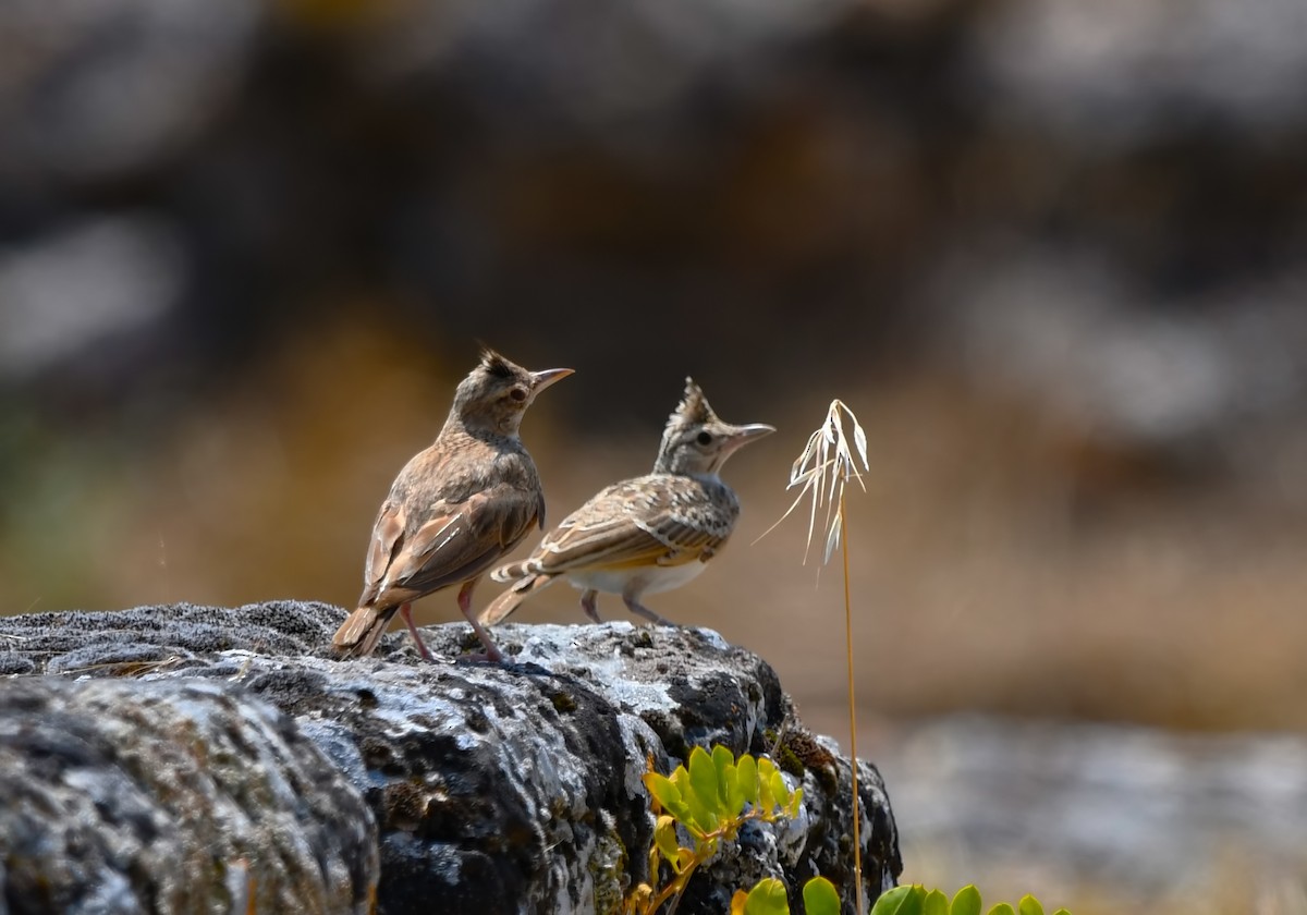 Haubenlerche - ML644512199