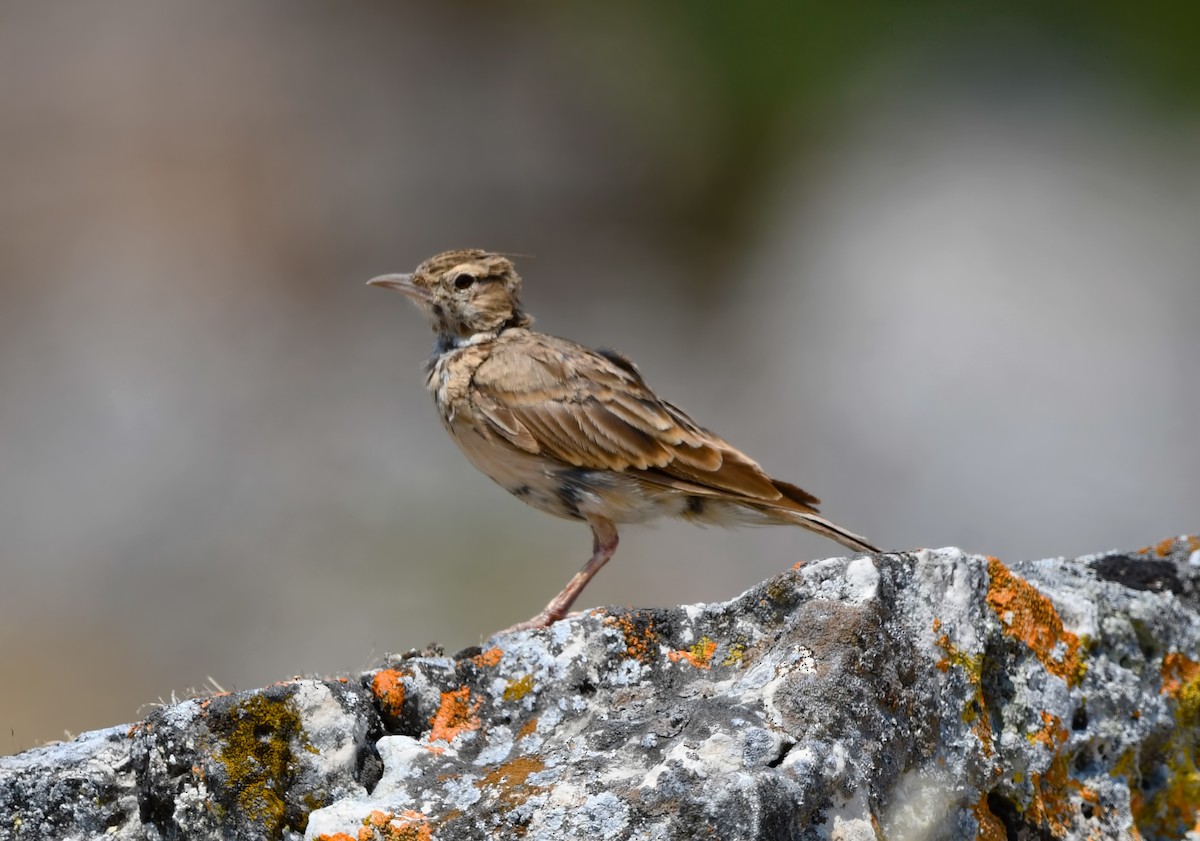 Haubenlerche - ML644512200