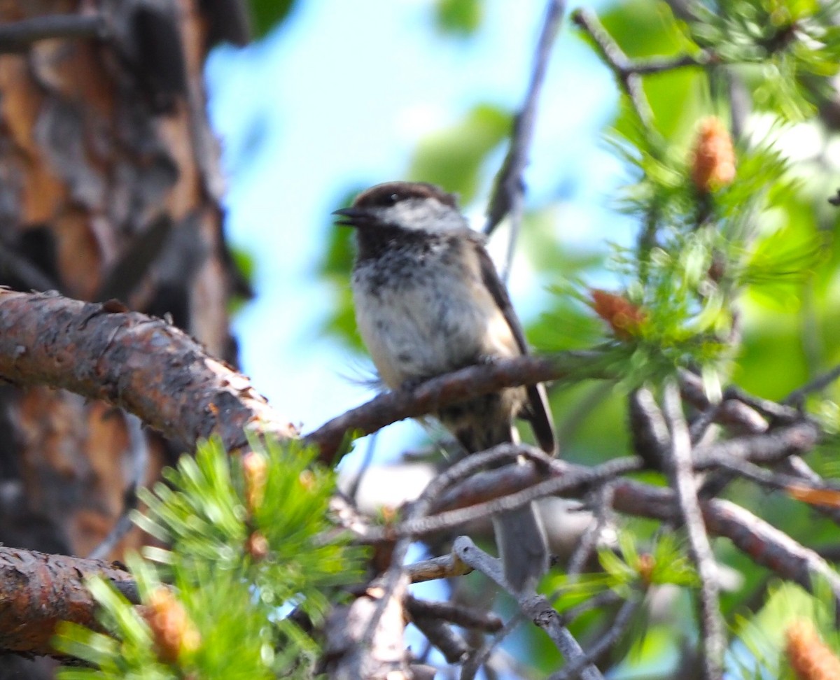 Gray-headed Chickadee - ML644512201