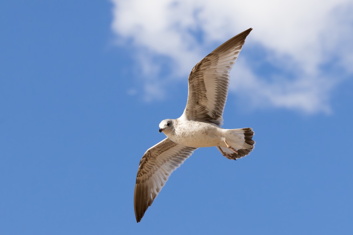 gull sp. - ML644512205