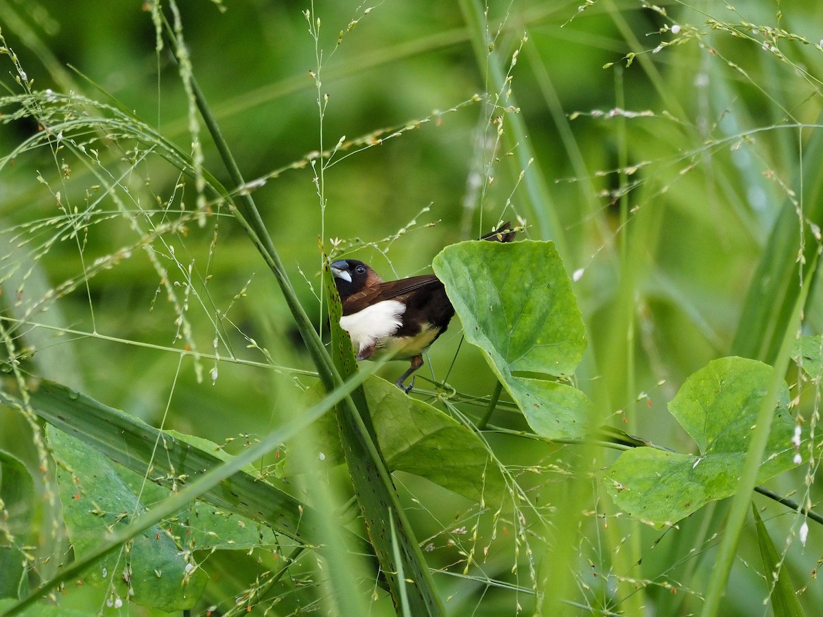 Capuchino de Java - ML644512228