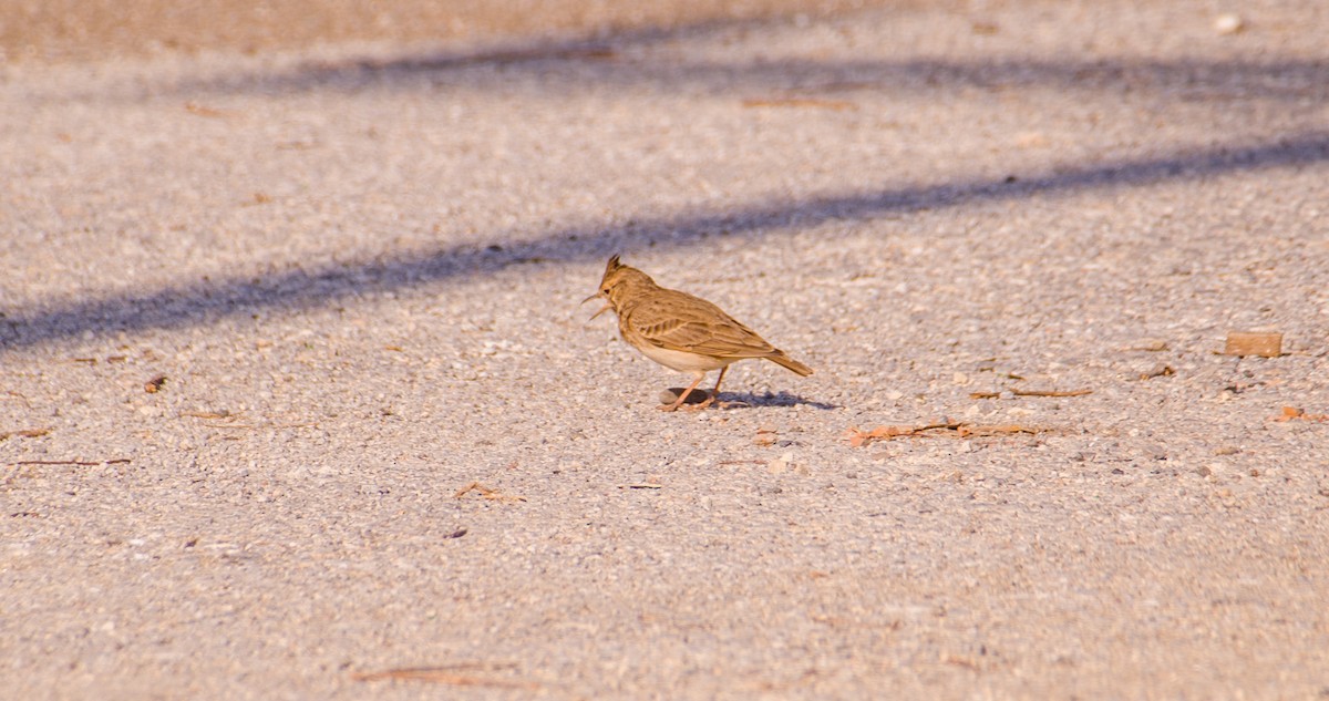 Haubenlerche - ML644512230