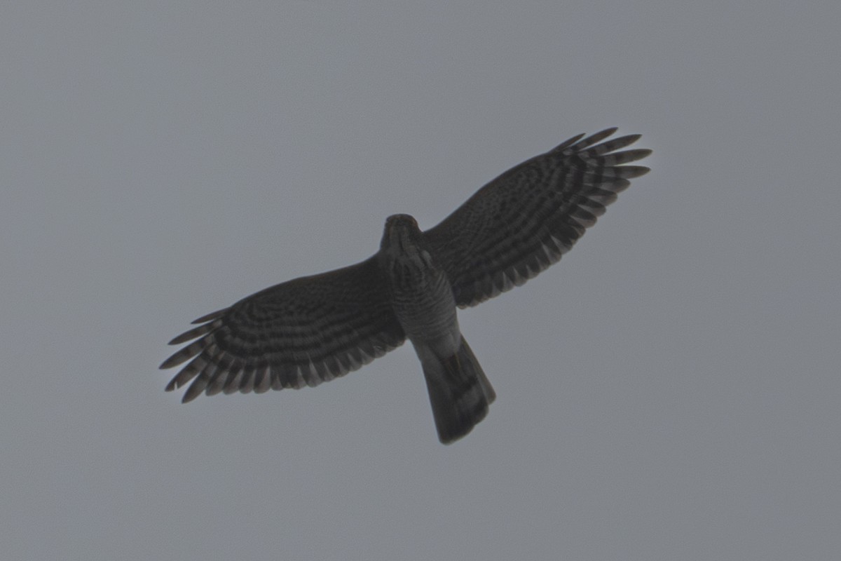 Индийский перепелятник - ML644512231