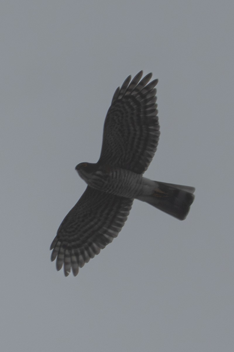 Индийский перепелятник - ML644512232