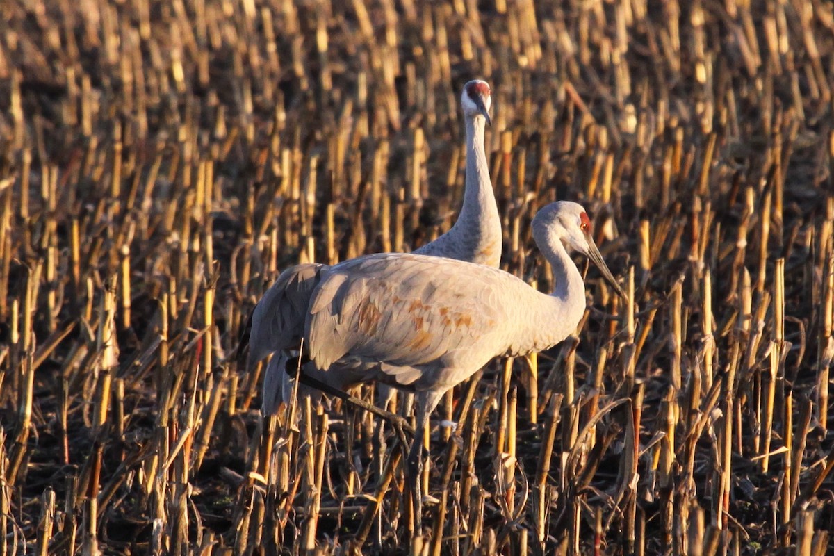 Sandhill Crane - ML644512233